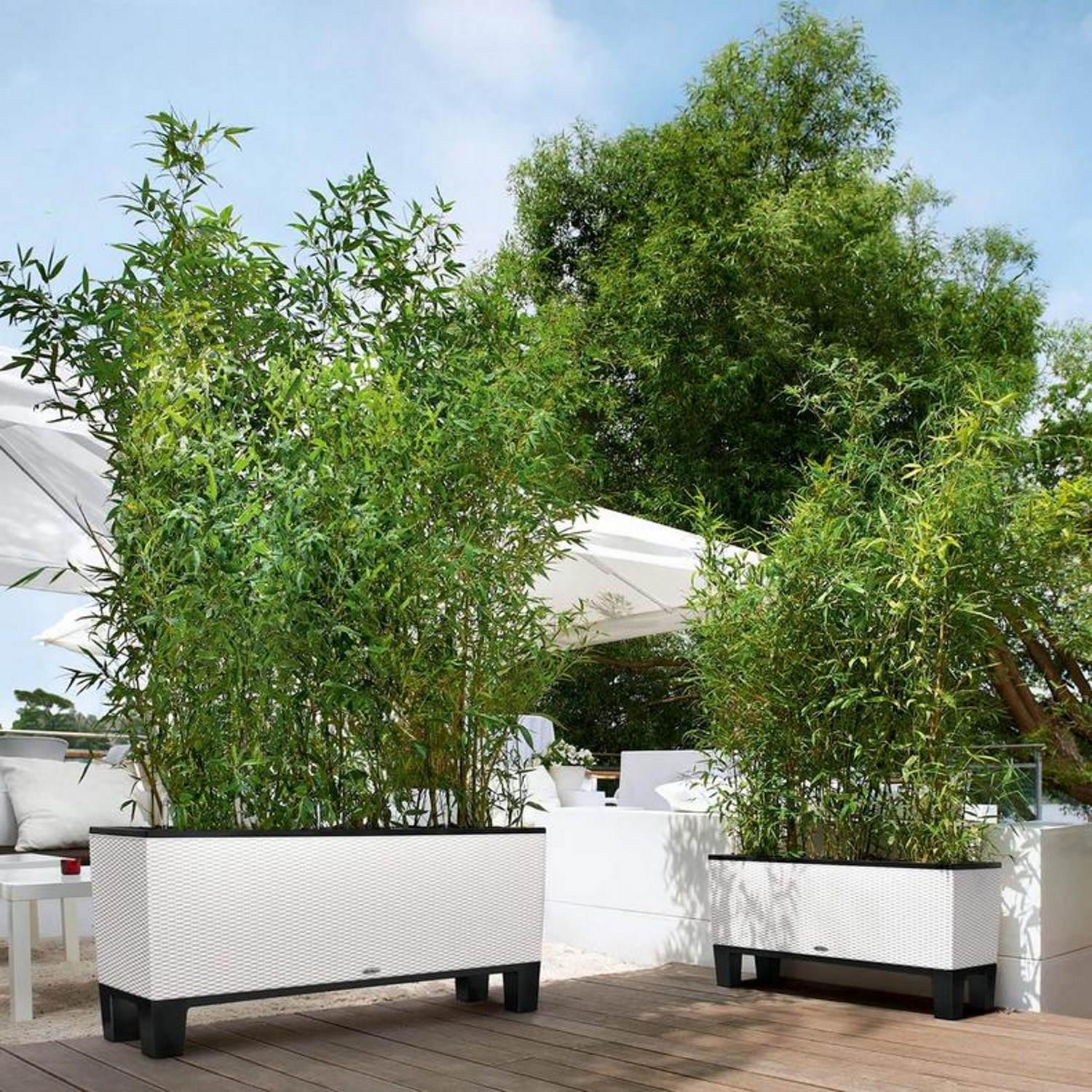 LECHUZA TRIO Cottage Trough Poly Resin Self-watering Planter LECHUZA TRIO Cottage Trough Poly Resin Self-watering Planter