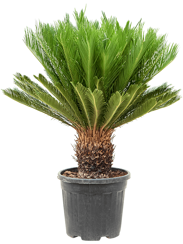 Sago Palm Cycas revoluta