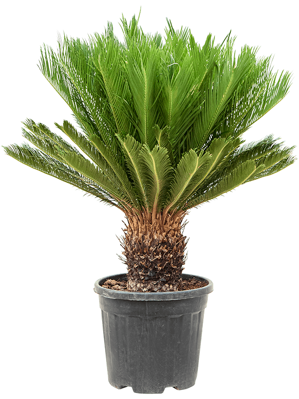 Sago Palm Cycas revoluta