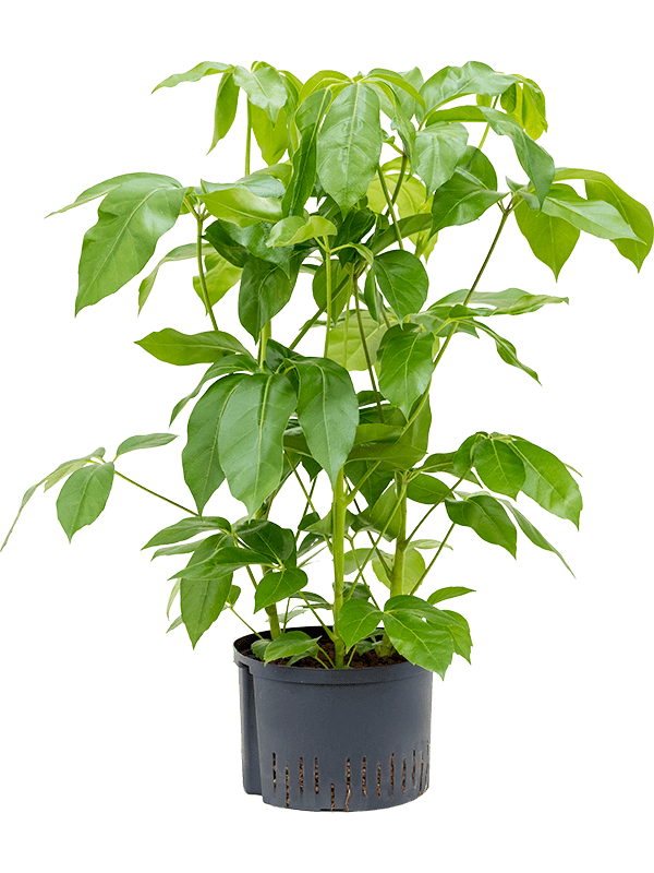 Cheerful Umbrella Tree Schefflera actinophylla 'Amate' Indoor House Plants