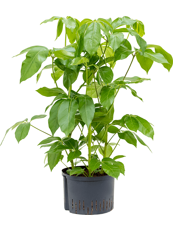 Cheerful Umbrella Tree Schefflera actinophylla 'Amate' Indoor House Plants