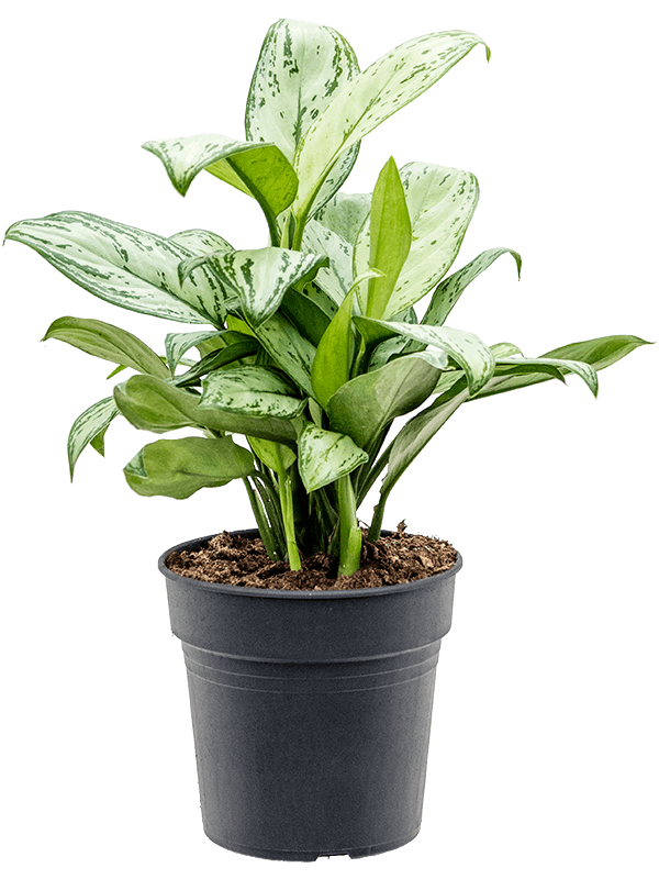 Delicate Chinese Evergreen Aglaonema 'Christina' Indoor House Plants