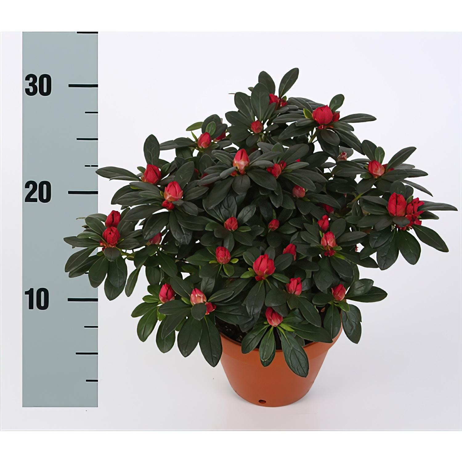 Cute Indian Azalea (Rhododendron simsii) Tamira Indoor House Plants