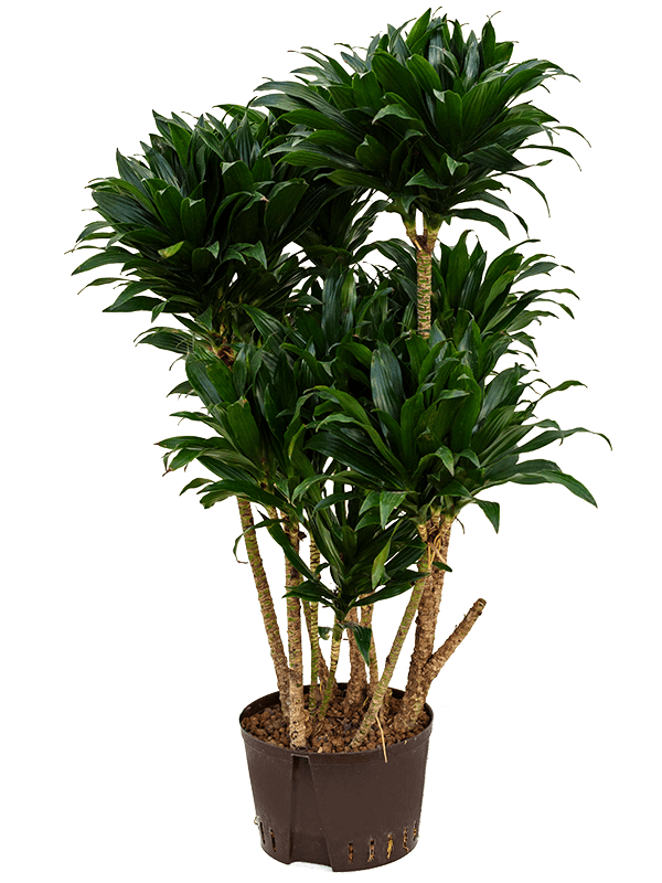 Easy-Care Corn Plant Dracaena fragrans 'Compacta' Indoor House Plants