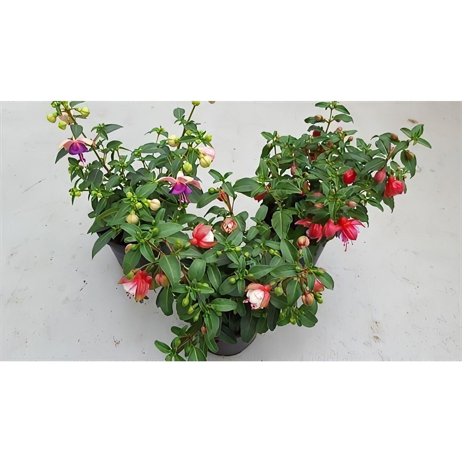 Fuchsia Bella Fuchsia Bush
