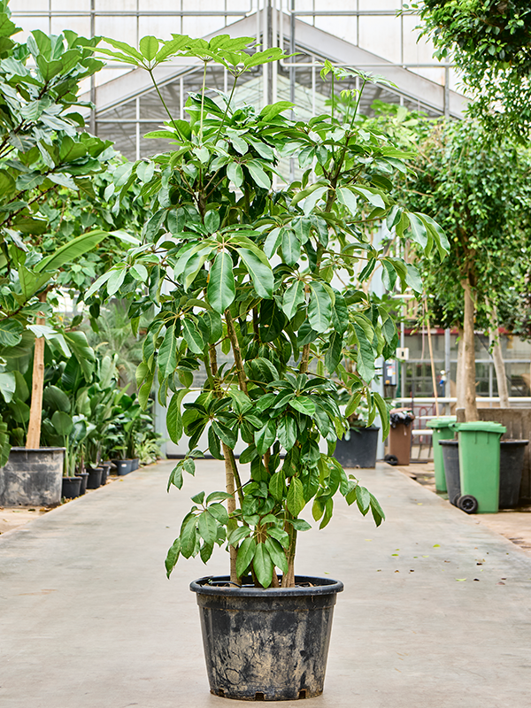 Cheerful Umbrella Tree Schefflera actinophylla 'Amate' Indoor House Plants
