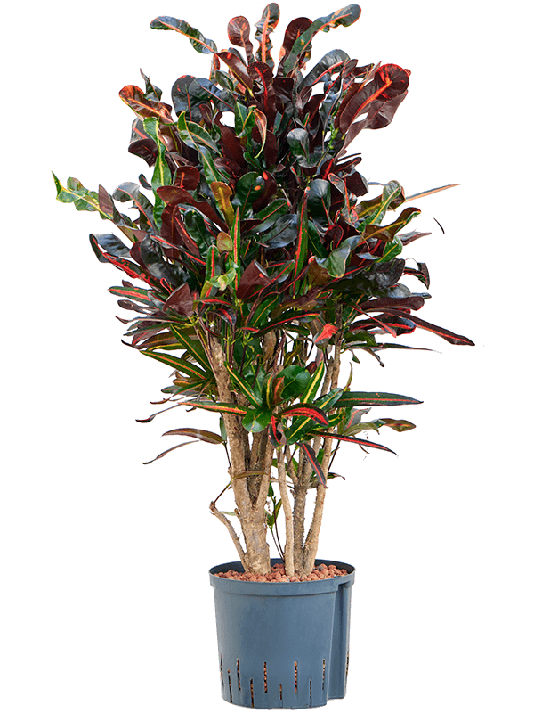 Striking Croton (Codiaeum) variegatum 'Mammi' Indoor House Plants