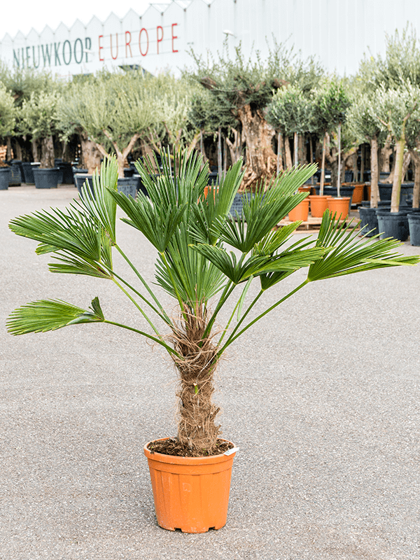 Windmill Palm Tree Trachycarpus wagnerianus