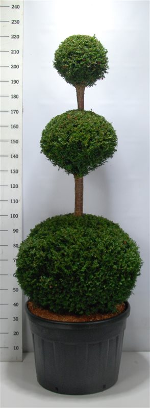 Photogenic English Yew Taxus baccata