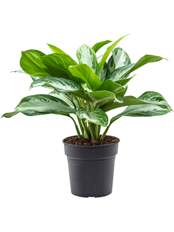Vibrant Chinese Evergreen Aglaonema 'Silver Bay' Indoor House Plants