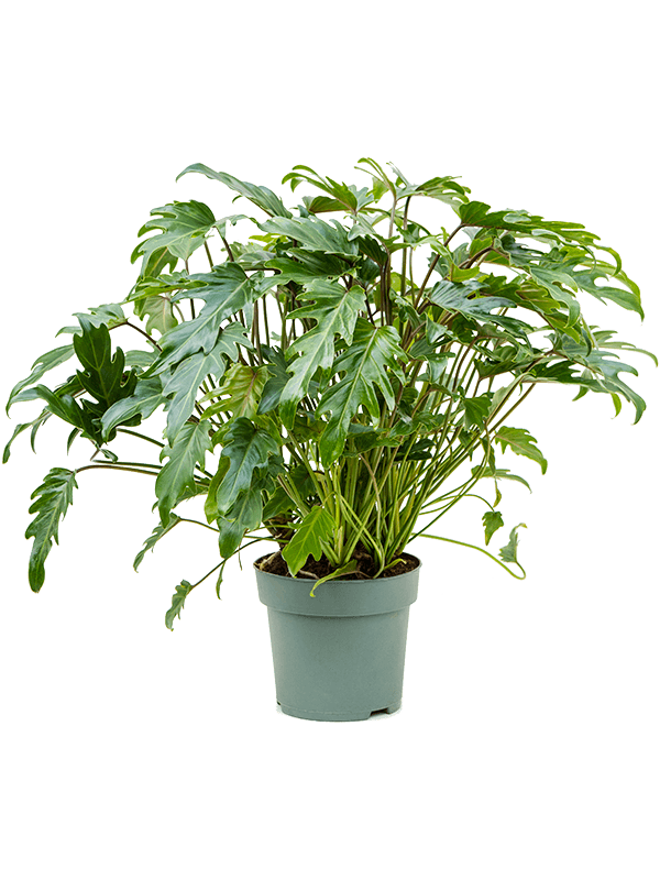Lush Heart-Leaf Philodendron 'Xanadu' Indoor House Plants