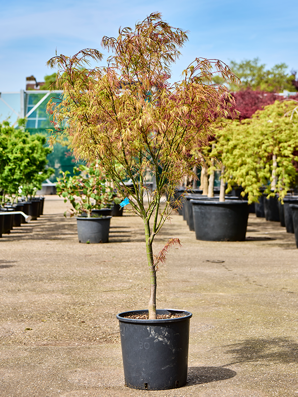Acer pal. 'Linearilobum' (120-160)