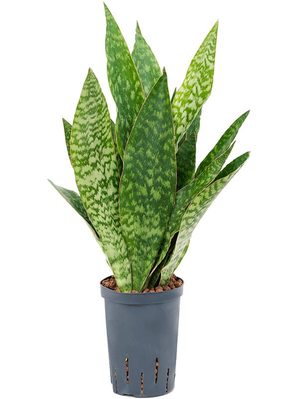 Fabulous Snake Plant Sansevieria masoniana 'Dragon' Indoor House Plants
