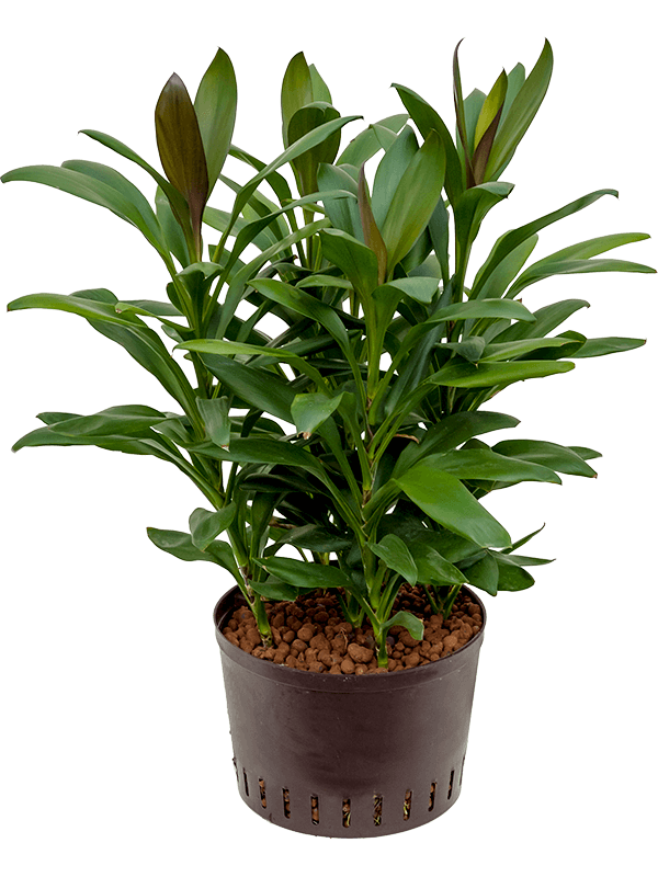 Vibrant Ti Plant Cordyline 'Glauca' Ti Plant Indoor House Plants