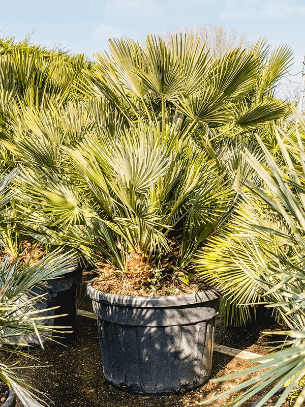 European Fan Palm Chamaerops humilis 'Vulcano'