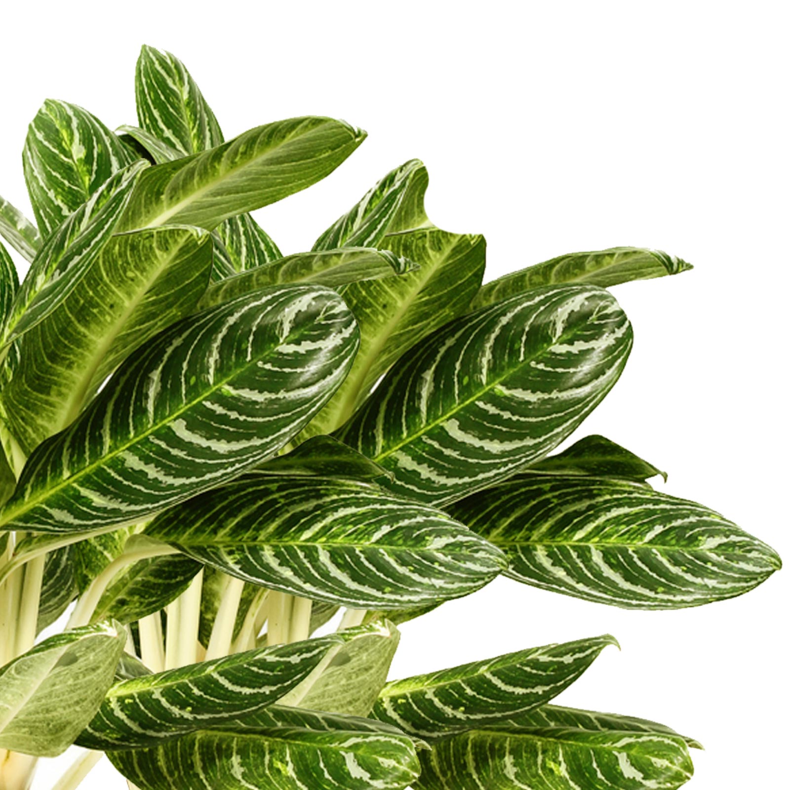 Colorful Chinese Evergreen Aglaonema 'Key Lime' Indoor House Plants
