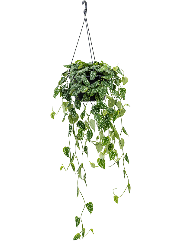 Shade-loving Satin Pothos Scindapsus pictus 'Argyraeus' Indoor House Plants