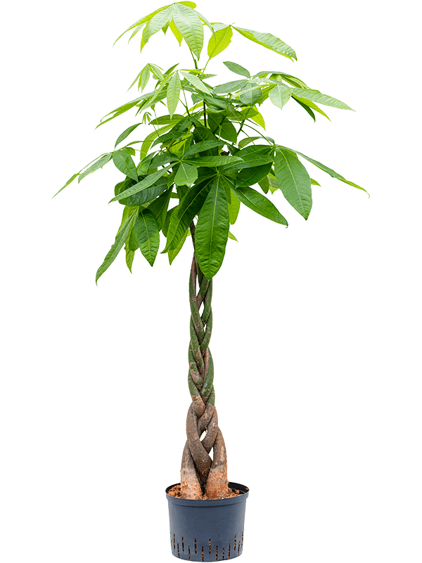 Insta-friendly Money Tree Pachira aquatica Tall Indoor House Plants Trees