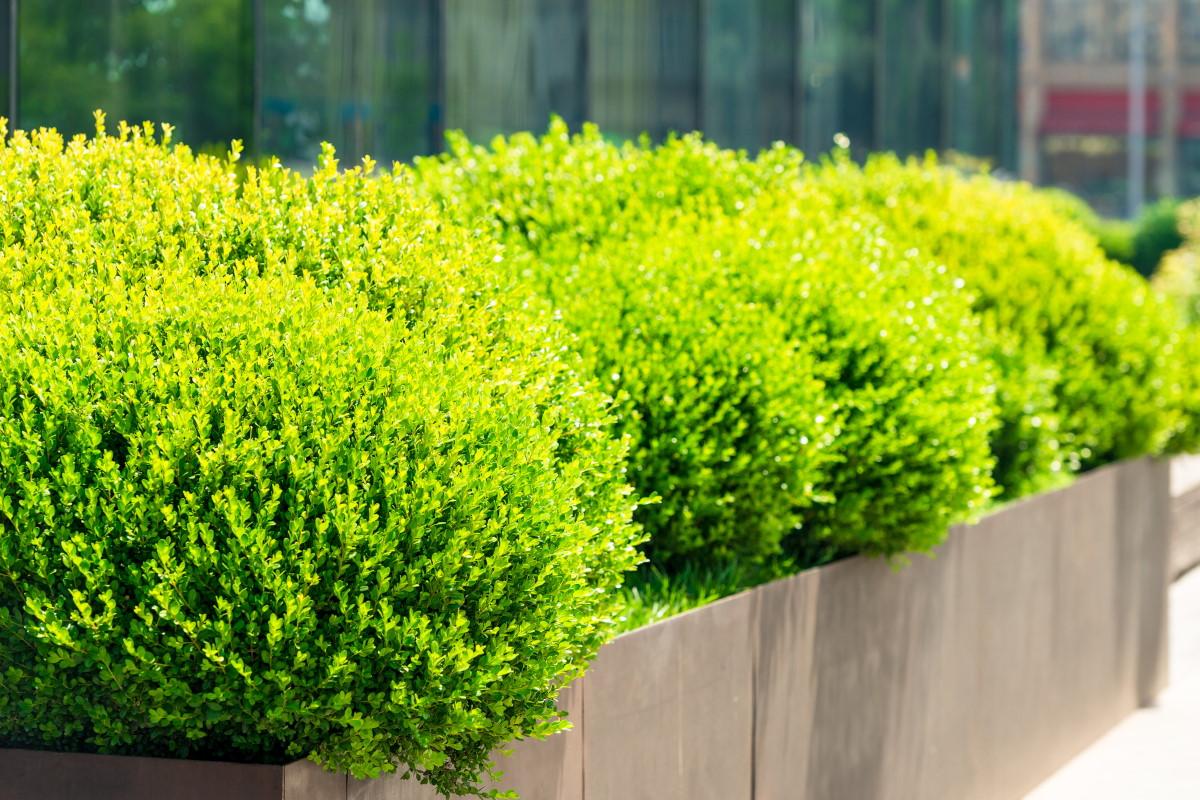 Photogenic Boxwood Buxus standard - MONO BALL, Box standard (Buxus sempervirens)