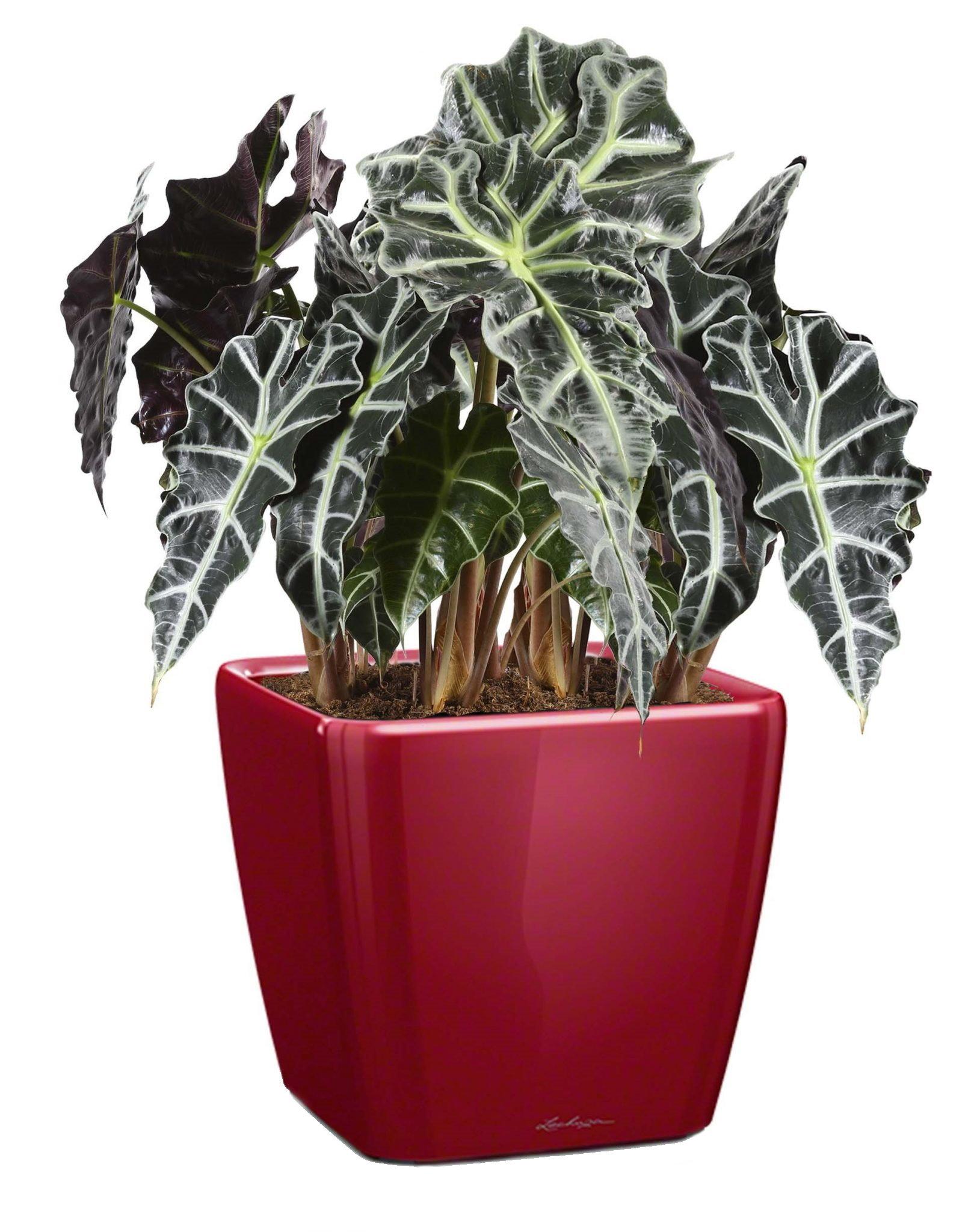 Alocasia Polly in LECHUZA QUADRO LS Self-watering Planter, Total Height 70 cm