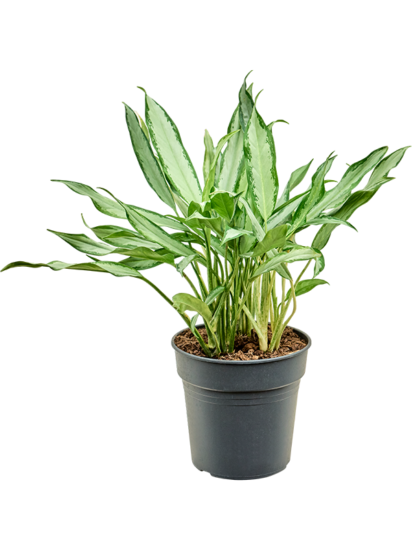 Aglaonema 'White Lance'
