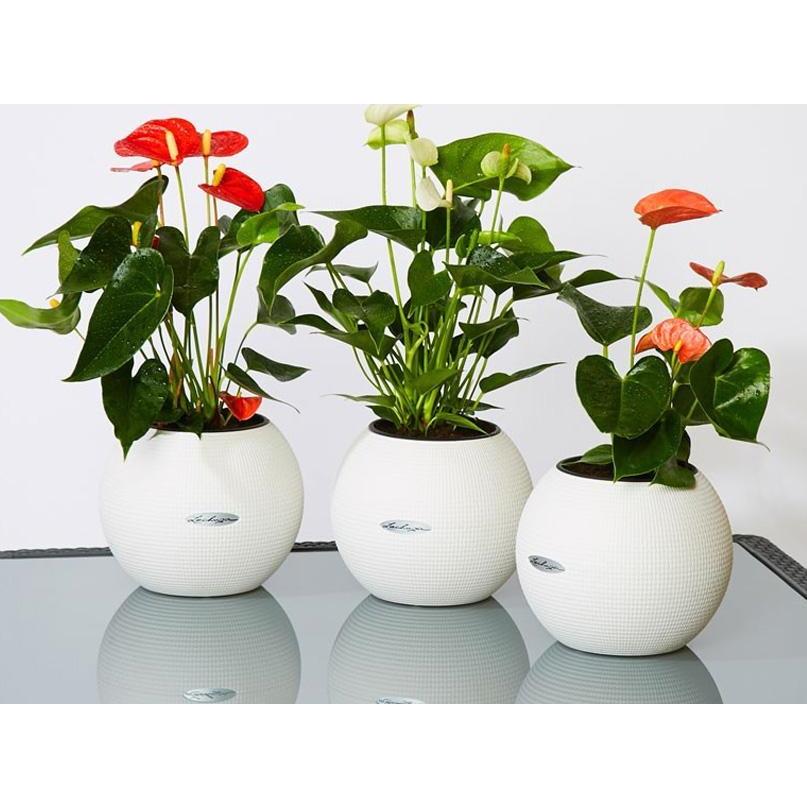 Blooming Anthuriums Set in 3 LECHUZA-PURO Self-watering Planters, Total Height 40 cm