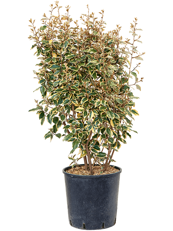Elaeagnus ebbingei 'Viveleg'