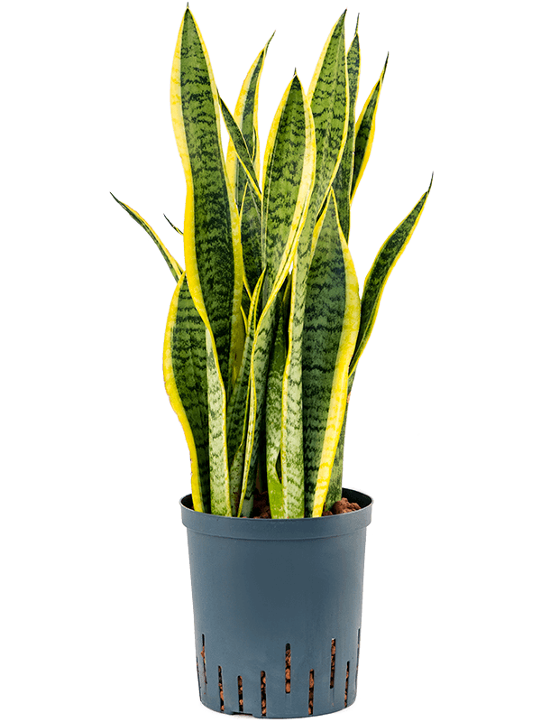 Elegant Snake Plant Sansevieria trifasciata 'Laurentii' Indoor House Plants