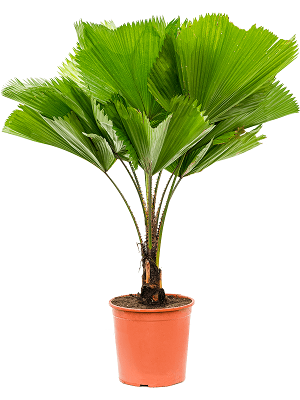 Lush Ruffled Fan Palm Licuala grandis Tall Indoor House Plants Trees