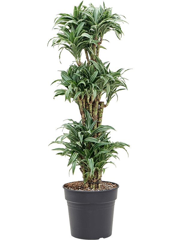 Easy-Care Corn Plant Dracaena compacta variagata Tall Indoor House Plants Trees