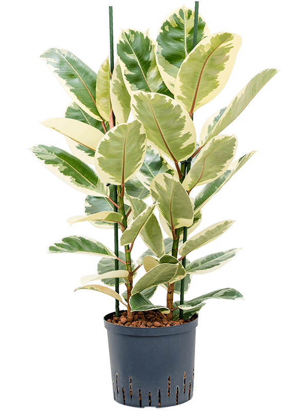 Lush Rubber Plant Ficus elastica 'Tineke' Indoor House Plants