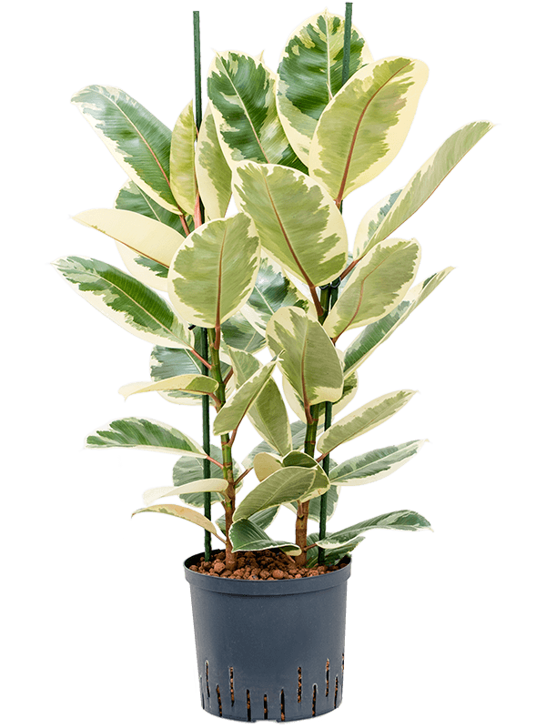 Lush Rubber Plant Ficus elastica 'Tineke' Indoor House Plants