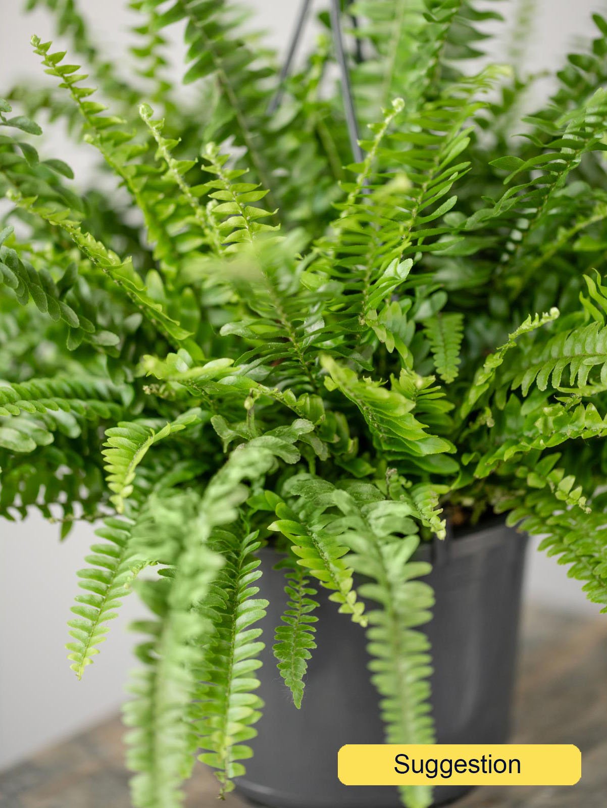 Cheerful Boston Fern Nephrolepis green lady Indoor House Plants
