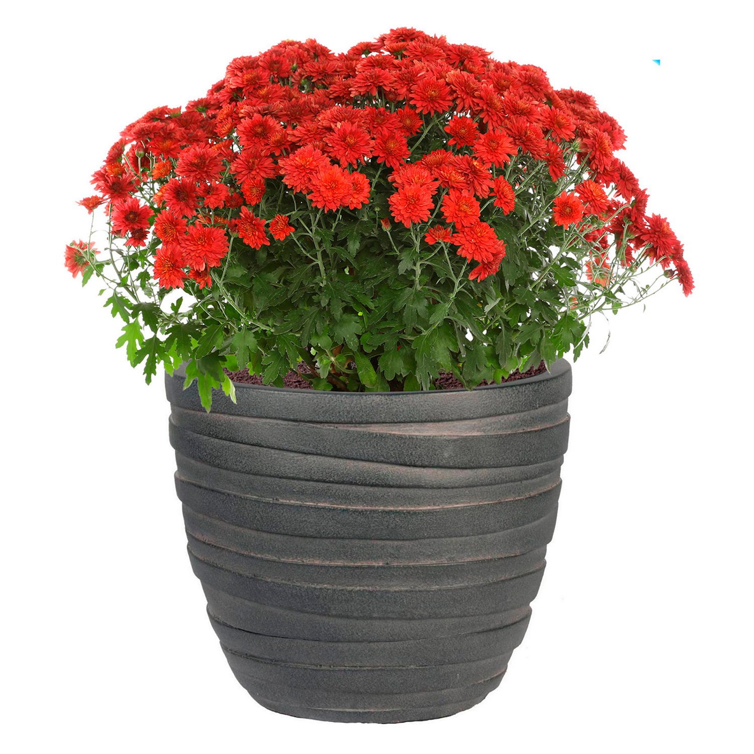 IDEALIST Lite Row Light Concrete Egg Planter