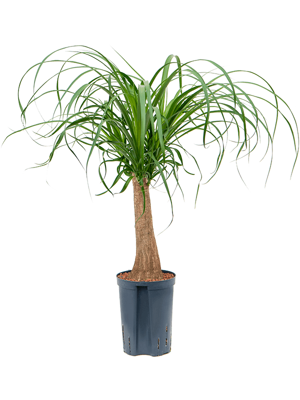 Tropical Ponytail Palm Beaucarnea recurvata Tall Indoor House Plants Trees