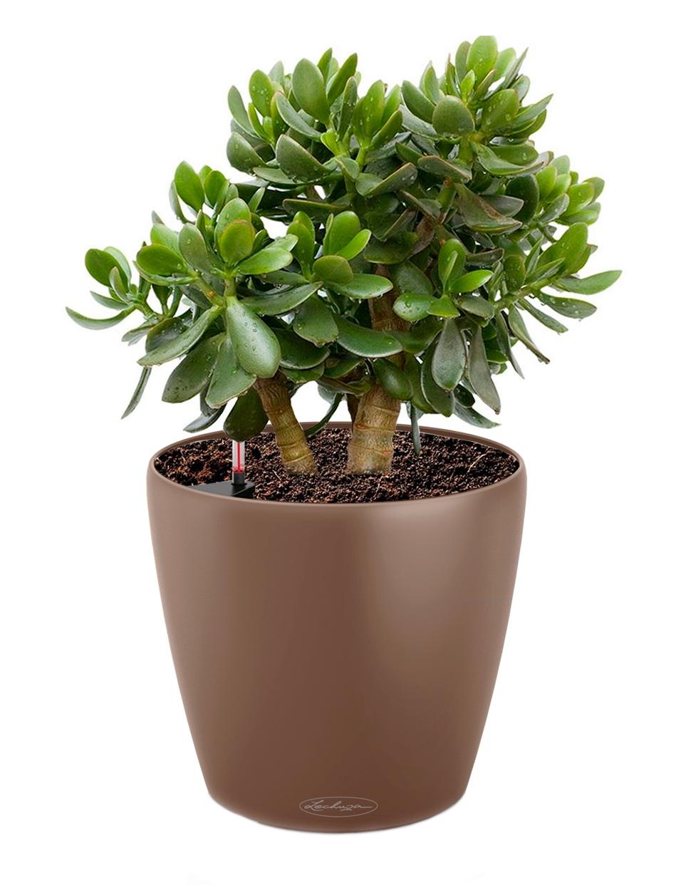Crassula Ovata in LECHUZA CLASSICO Color Self-watering Planter, Total Height 30 cm