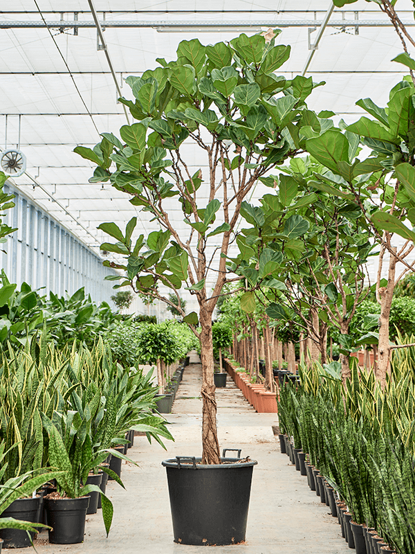 Lush Fiddle Leaf Fig Ficus lyrata Indoor House Plants
