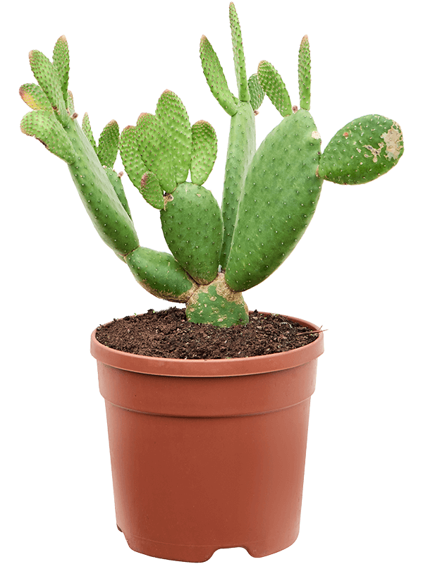 Easy-Care Bunny Ears Opuntia inamoena Indoor House Plants