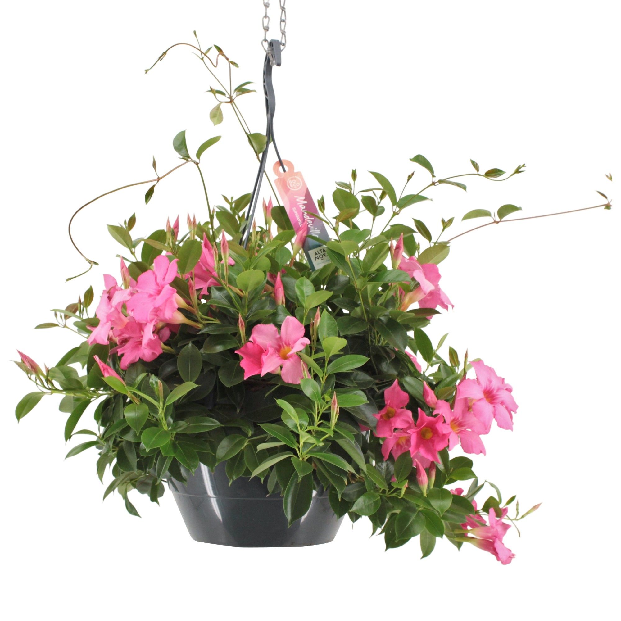 Mandevilla (Dipladenia) Diamantina Opale Fuchsia Flammé