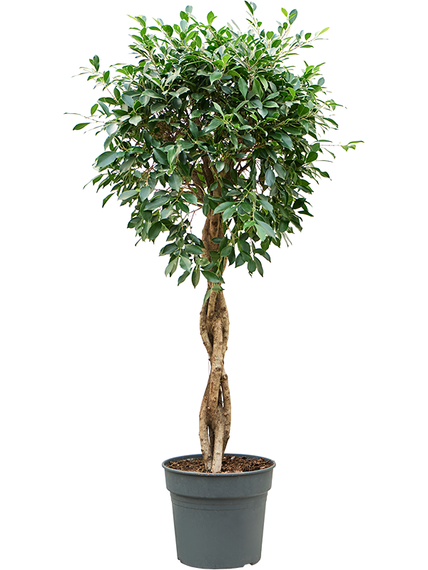 Lush Weeping Fig Ficus microcarpa ‘Nitida’ Tall Indoor House Plants Trees