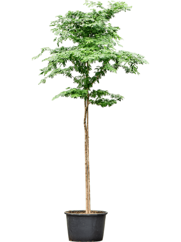 Lush Verawood Bulnesia arborea Tall Indoor House Plants Trees