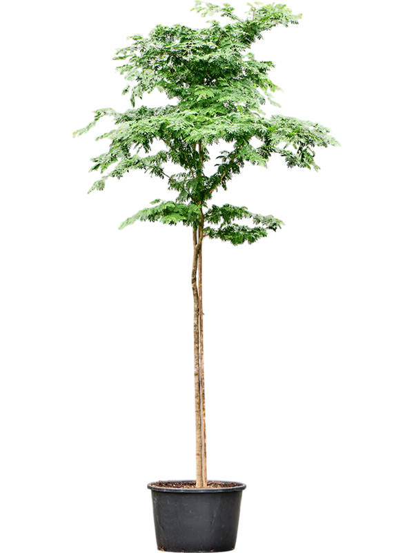 Lush Verawood Bulnesia arborea Tall Indoor House Plants Trees