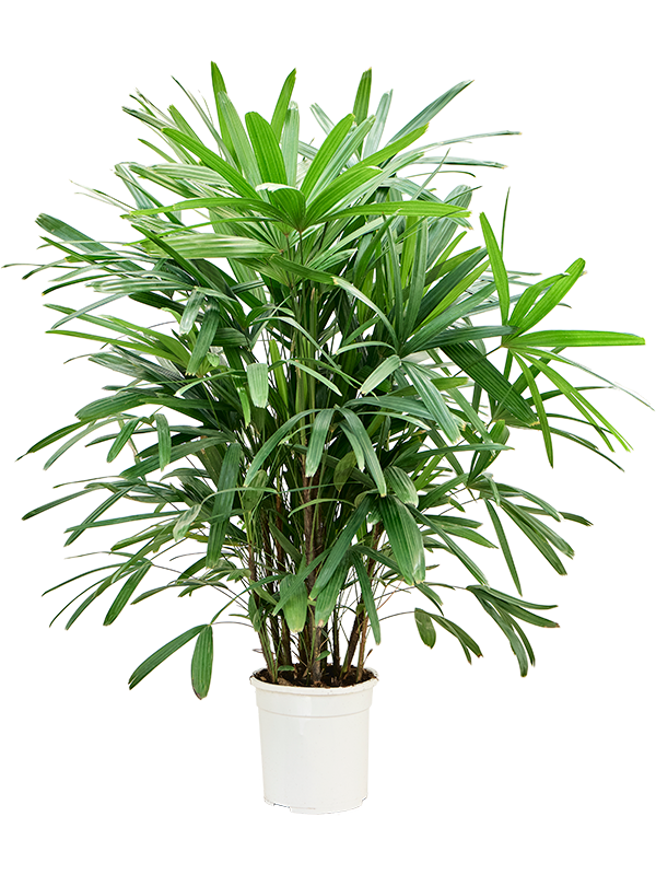 Tropical Lady Palm Rhapis excelsa Indoor House Plants