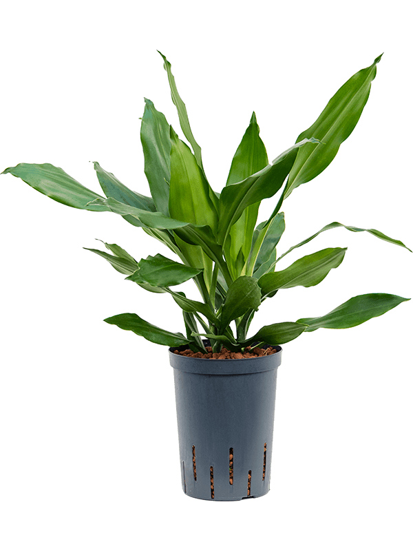 Easy-Care Corn Plant Dracaena fragrans 'Janet Lind' Tall Indoor House Plants Trees