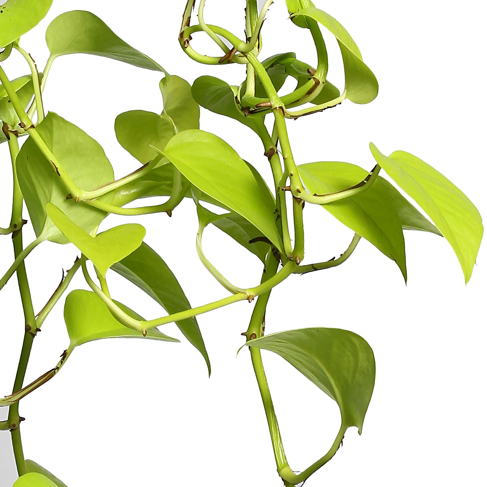 Shade-loving Satin Pothos Scindapsus (Epipremnum) 'Golden Pothos' Indoor House Plants