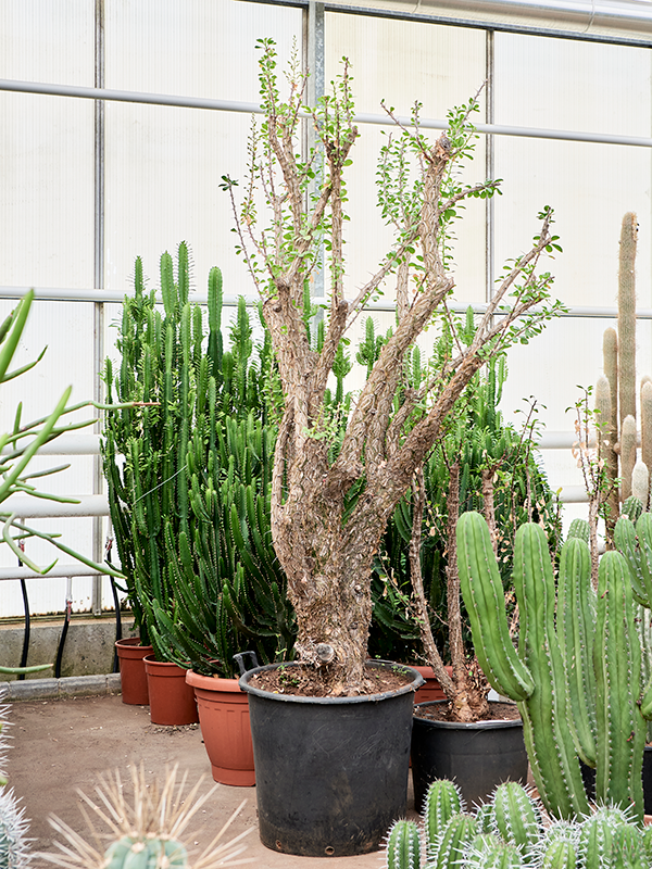 Lush Ocotillo Fouquieria splendens Indoor House Plants