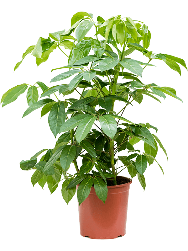 Cheerful Umbrella Tree Schefflera actinophylla 'Amate' Indoor House Plants