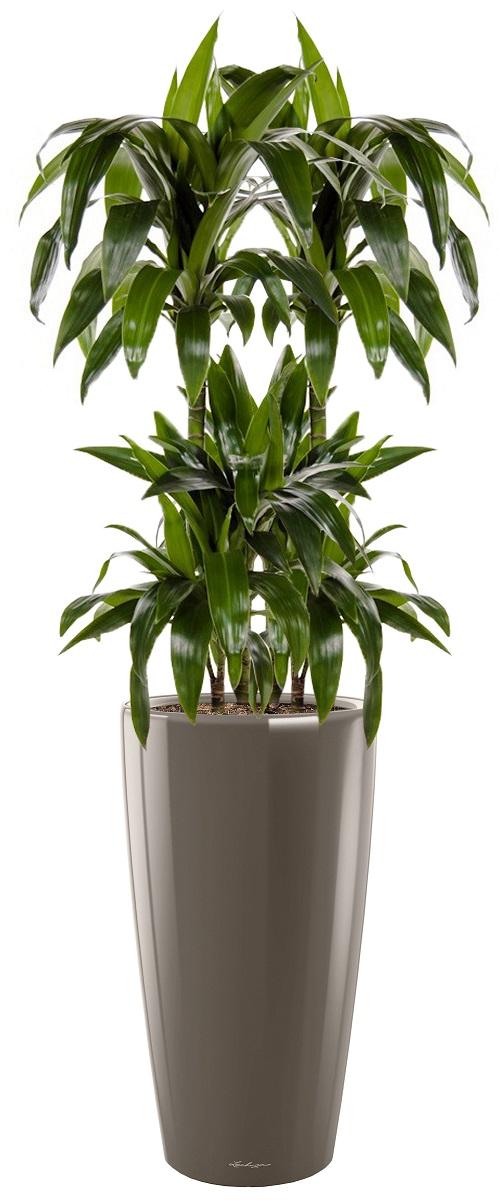 Dracaena Fragrans Janet Greig in LECHUZA RONDO Self-watering Planter, Total Height 150 cm