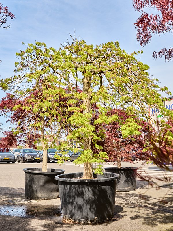 Acer pal. 'Green Lace'