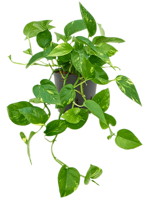 Shade-loving Pothos Scindapsus (Epipremnum) 'Aureum' Indoor House Plants